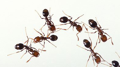 Fire Ants | Overall Pest Services