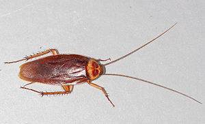 American Cockroach | Overall Pest Services