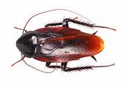 Smokey Brown Cockroach | Overall Pest Services