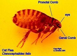 Fleas | Overall Pest Services
