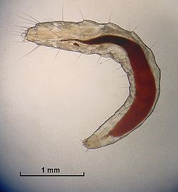 Flea Larva | Overall Pest Services